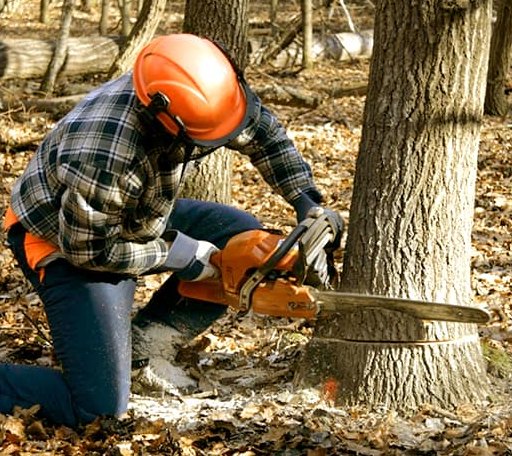 Tree Removal in Christoval, TX